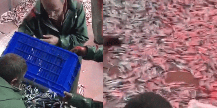 Bin 500 kasa hamsi ile limana geldiler