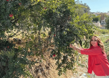 Sağlıklı yaşamın sırrı ‘Nar’