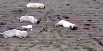 Aydın’da zehirlenme iddiası