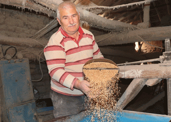 49 yıllık taş değirmende buğday üretiyor