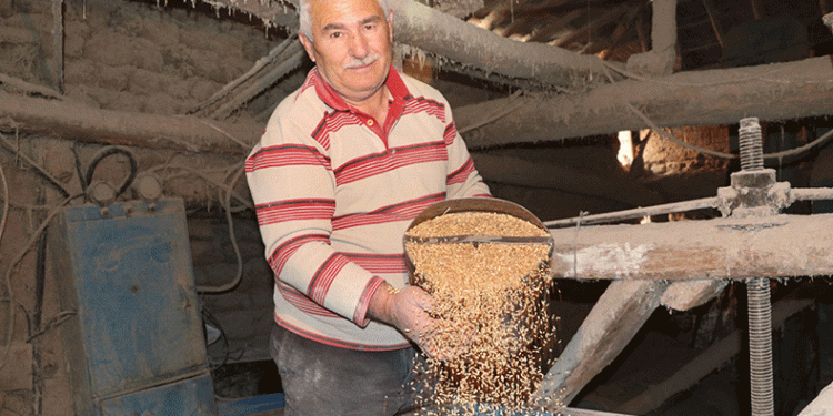 49 yıllık taş değirmende buğday üretiyor