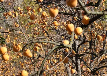 Çiftçilerin ‘hurma’ hasadı sevinci