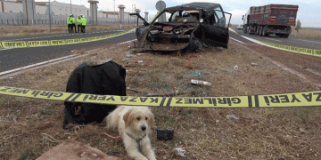 Sahibi ölen köpek kaza yerinden ayrılmadı