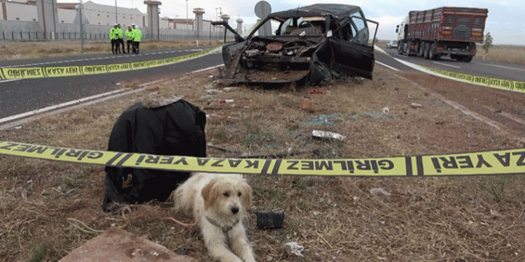 Sahibi ölen köpek kaza yerinden ayrılmadı