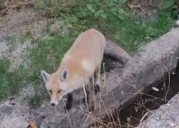 Tilki ilçeyi mesken tuttu