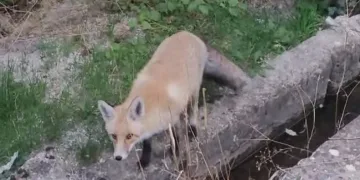 Tilki ilçeyi mesken tuttu