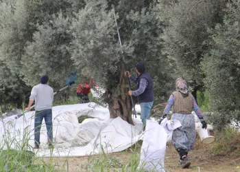 Zeytin üreticisi zamanla yarışıyor