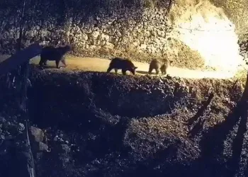 Ayılar ve kurtlar köye indi