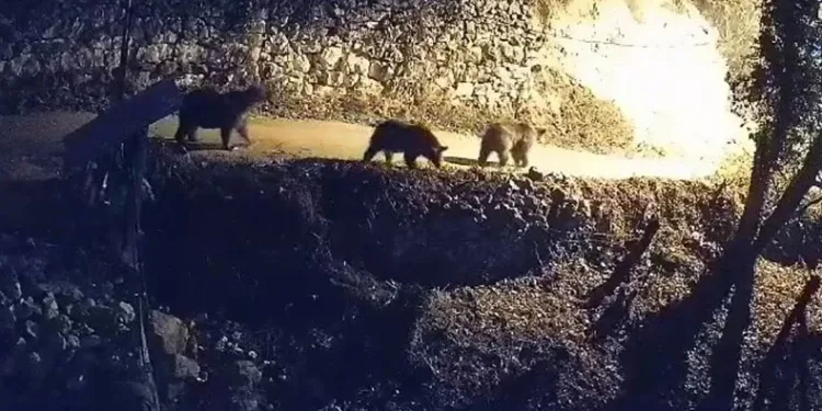 Ayılar ve kurtlar köye indi