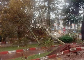 Fırtınada sökülen ağaç otomobilin üzerine devrildi