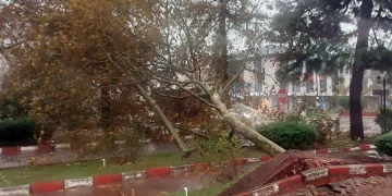 Fırtınada sökülen ağaç otomobilin üzerine devrildi