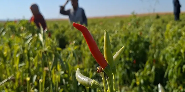 İlk kez ekilen ürün çiftçinin yüzünü güldürdü