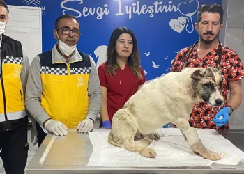 Sahibi tarafından 13 yerinden bıçaklandı