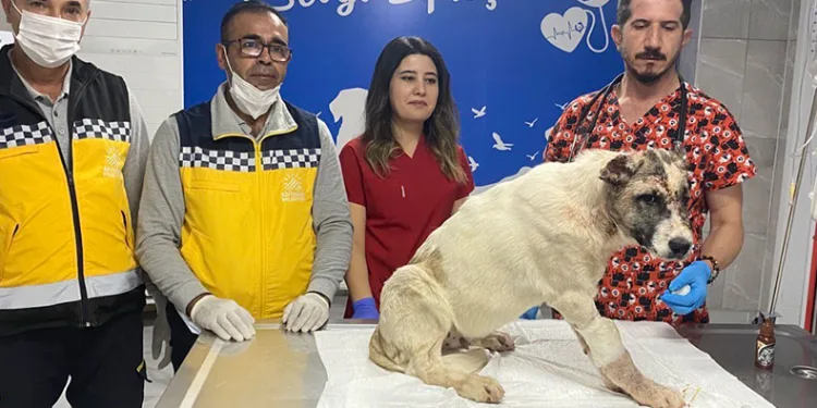 Sahibi tarafından 13 yerinden bıçaklandı