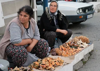 Kuraklığa rağmen Çıntar bolluğu
