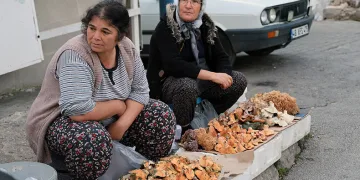 Kuraklığa rağmen Çıntar bolluğu