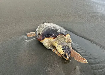 Ölü caretta caretta sahile vurdu
