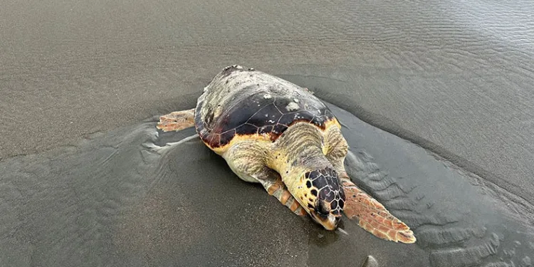 Ölü caretta caretta sahile vurdu
