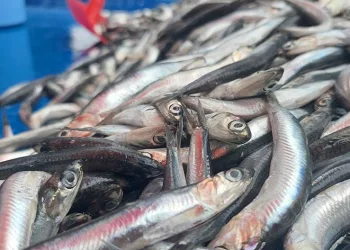 Fırtınadan kaçan hamsiler tezgahlarda satılıyor