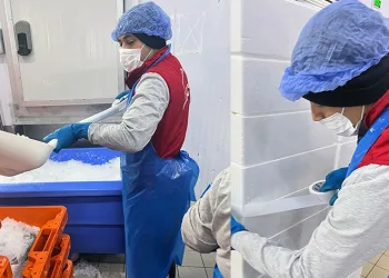 Roman vatandaşlar istihdama kazandırılıyor