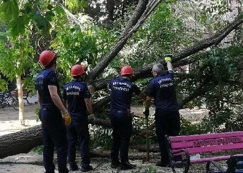 Kestiği ağacın dalı hastanelik etti
