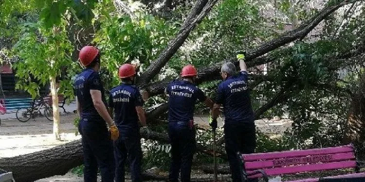 Kestiği ağacın dalı hastanelik etti