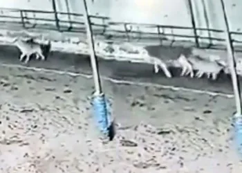 Çiftliğe saldıran kurtlar 2 ineği yaraladı
