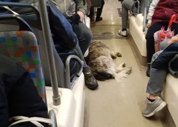 Dışarıda üşüyen köpek tramvaya sığındı
