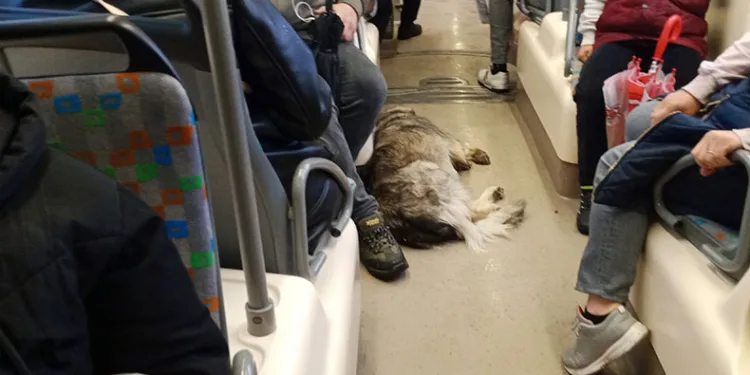 Dışarıda üşüyen köpek tramvaya sığındı