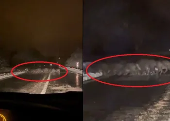 Yiyecek bulamayan domuz sürüsü yola indi
