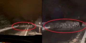Yiyecek bulamayan domuz sürüsü yola indi