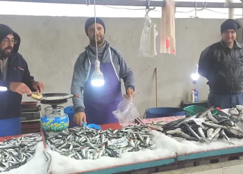 Balık bollaştı, fiyatlar düştü