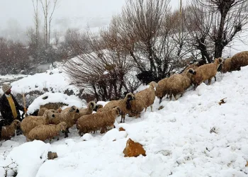 Koyun sürüsü kar, tipiye yakalandı