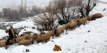 Koyun sürüsü kar, tipiye yakalandı