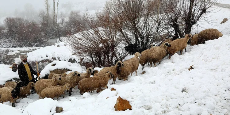 Koyun sürüsü kar, tipiye yakalandı