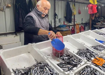 Yerli hamsiye yoğun ilgi