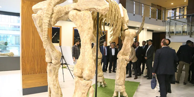 7,5 milyonluk fosil faunası sergilenecek