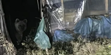 Evin bahçesine ayı girdi