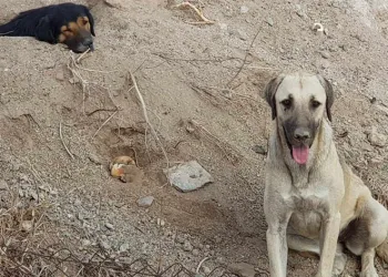 3 köpeği kamyonete bindirip götürdüler