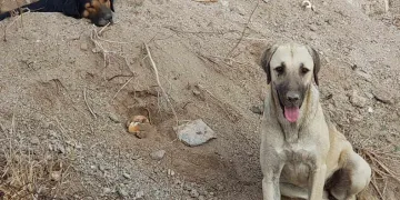 3 köpeği kamyonete bindirip götürdüler