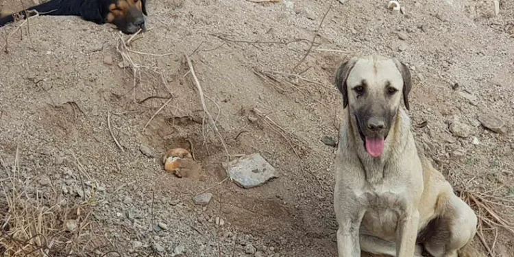 3 köpeği kamyonete bindirip götürdüler