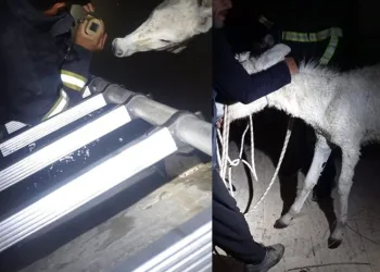 Hatay’da kuyuya düşen eşek kurtarıldı