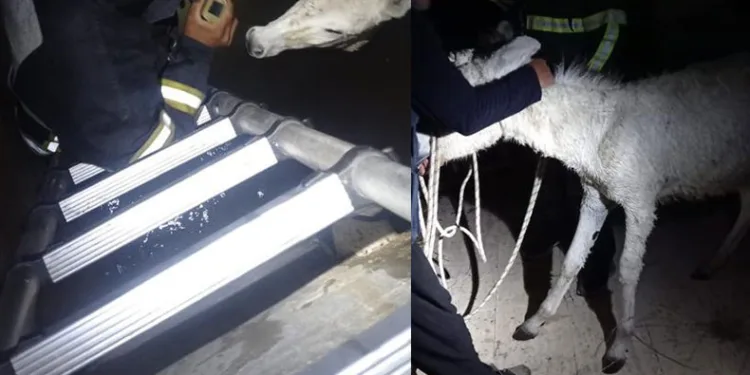 Hatay’da kuyuya düşen eşek kurtarıldı