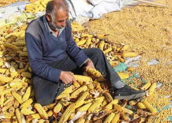 Kahramanmaraş’ta mısır hasadı sona erdi