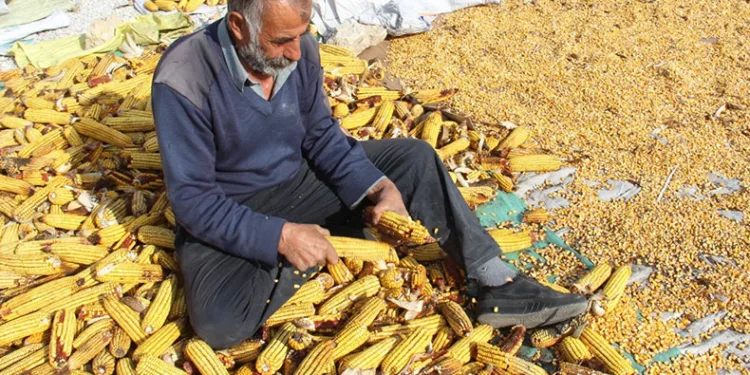 Kahramanmaraş’ta mısır hasadı sona erdi