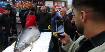 2 metreden büyük orkinos