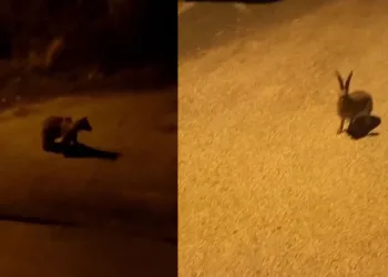 Ayı ve yaban tavşanı şehre indi