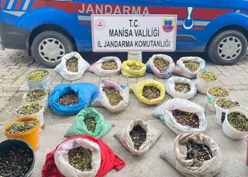 Zeytin hırsızları jandarmadan kaçamadı