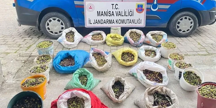 Zeytin hırsızları jandarmadan kaçamadı