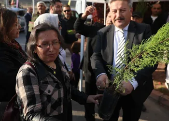 “Fidan değil ağaç dikiyoruz”